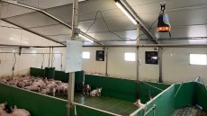 The device uses AI algorithms to ‘listen’ to the frequency and intensity of coughs in pigs, alerting the producer to the onset of potential problems. Image: Boehringer Ingelheim