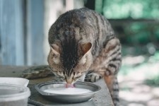 Cats fed raw colostrum and milk from affected cows developed fatal infections. Image: Getty/alexsfoto