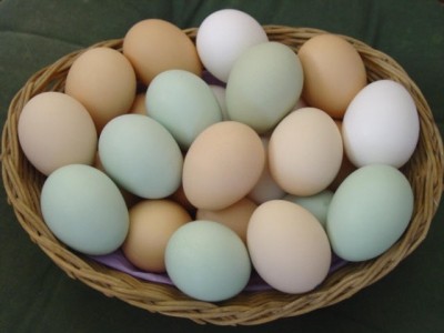 Egg price hikes drive Avangardco sales and profits