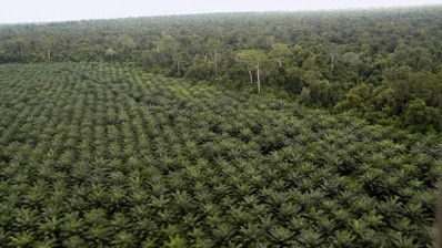 Orkla the latest major to pledge more sustainable palm oil sourcing