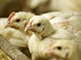 UK poultry producers in antibiotic pledge