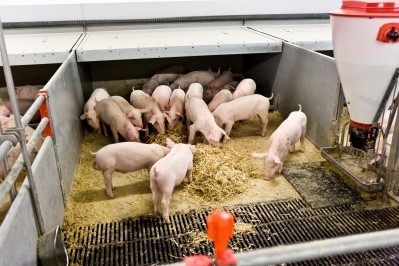 The industry is working to improve piglet survival rates and welfare standards