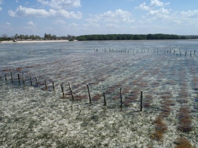 One of Cargill's sustainable seaweed farms