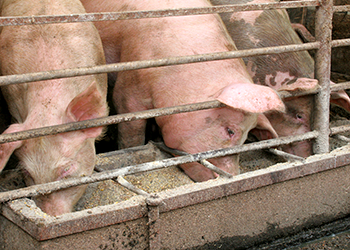 Picture: FDA. The agency aims to phase out certain antibiotic use in farm animals