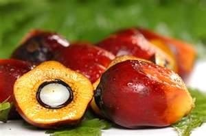Sustainable palm oil production can be a boon for smallholders