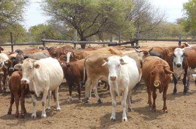 Vaccination of cattle is taking place in response to the foot and mouth outbreaks