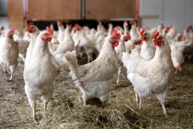Poultry exports from India have been given the green light