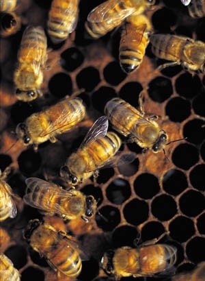 Bee venom honey maker stung by FSA ruling