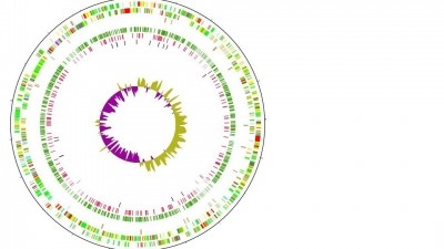 Genome map of Campylobacter Jejuni. Picture: Institute of Food Research