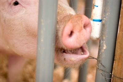 Russia to restore tariff on live pig imports