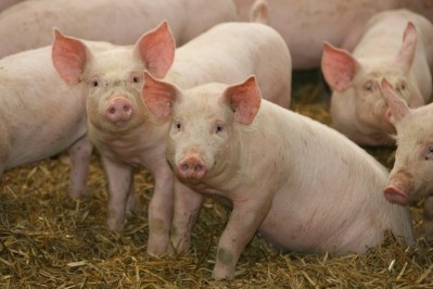 The project will contribute to Russia's aim of increasing pig production
