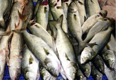 There have been six notifications in 2012–2013 for Irish fishery products