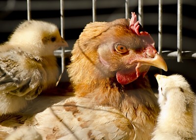 UK bodies claim bird flu vaccine breakthrough