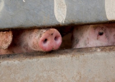 Pork production in Latvia and Estonia could plummet as African Swine Fever spreads