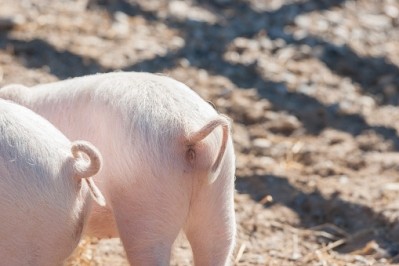Tail docking - the removal of a pig's tail - is a area of welfare contention