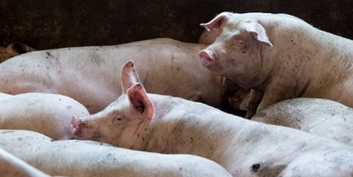 Poland's Cedrob also wants to work closer with the country's pig farmers 