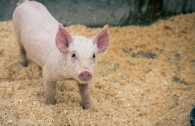 The deal gives American pork access to over 50 million consumers in South Africa
