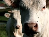 French beef production to drop by 5% in 2012