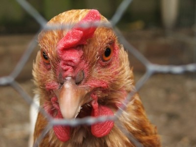 Ukraine has seen poultry exports increase considerably