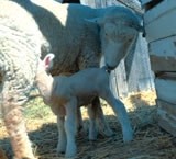 European lamb production to increase in 2012