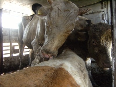 Cows in an overcrowded truck. Photo courtesy of Eyes on Animals