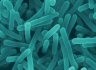 An outbreak of Listeriosis killed 23 peope in Canada in 2008