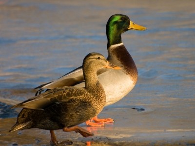 British Poultry Council unveils new duck welfare assurance scheme