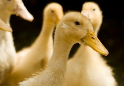 Russian government invests in duck meat production