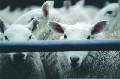 The EU sheep sector needs visibility