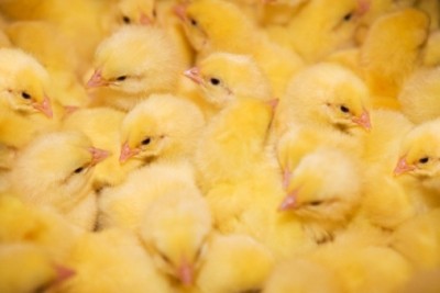 Global poultry prices are taking off, according to Rabobank