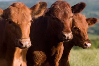 The report said there was a lack of effort to reduce consumption of meat and dairy products