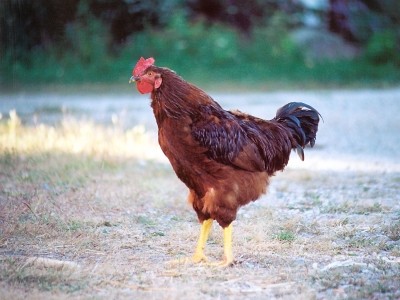Belarus imposes poultry ban on Netherlands