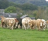 Cattle production greener when grass-based