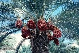 Date palm win: ICBA has been rewarded for its work on the 