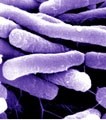 Lactic acid treatment could help reduce pathogens such as E.coli