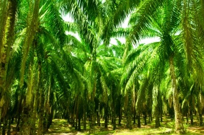 RSPO issues first ever RSPO Next palm oil certification