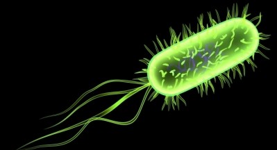 Listeria may not be completely killed off by standard heat treatments