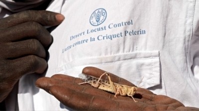 New satellite data used to give long-lead warning of locust swarms