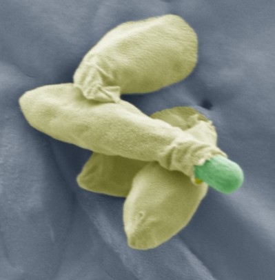 Picture: IFR. False-coloured images of the spores