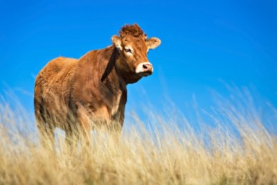 Beef production is expected to recover 1.4% in 2014