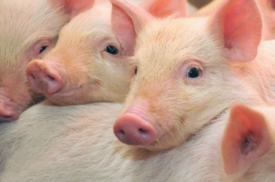 Two 10-day old piglets from a breeder-finisher farm in England were found to have skin lesions