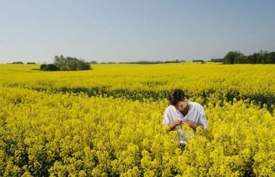 Rapeseed oil is derived from rapeseed crops