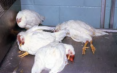 Avian influenza H5N2 has been found in backyard flocks in Washington state.