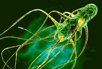 Salmonella outbreaks can have huge financial repercussions