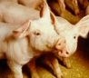 Salmonella contaminated pork recall was a formality – Danish Crown