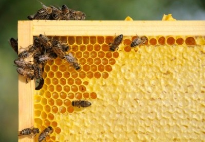 Colony collapse disorder could hit food supply