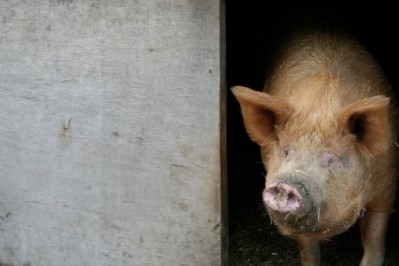 Revenues generated by Polish pork exports rose 18%