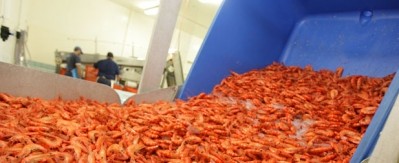 New additive promises better farmed prawns for consumers and industry