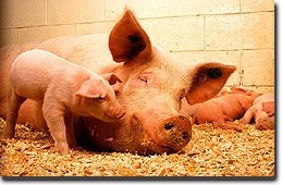 Legislation on sow stalls shows animal welfare growing in prominence