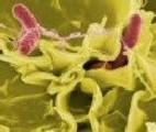 Vaccination responsible for dramatic fall in Salmonella infections